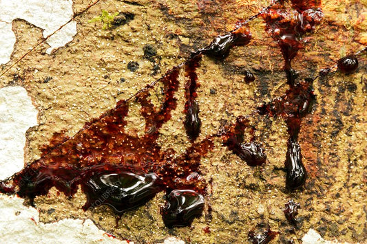 Discover Dragon's Blood - The ancient Amazonian resin that soothes cold sores fast. Learn why Cold Sore Bomb uses it and how it supports healing naturally.